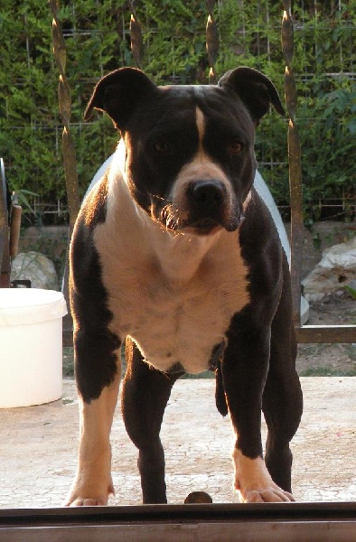 Carisma black panther (Sans Affixe)