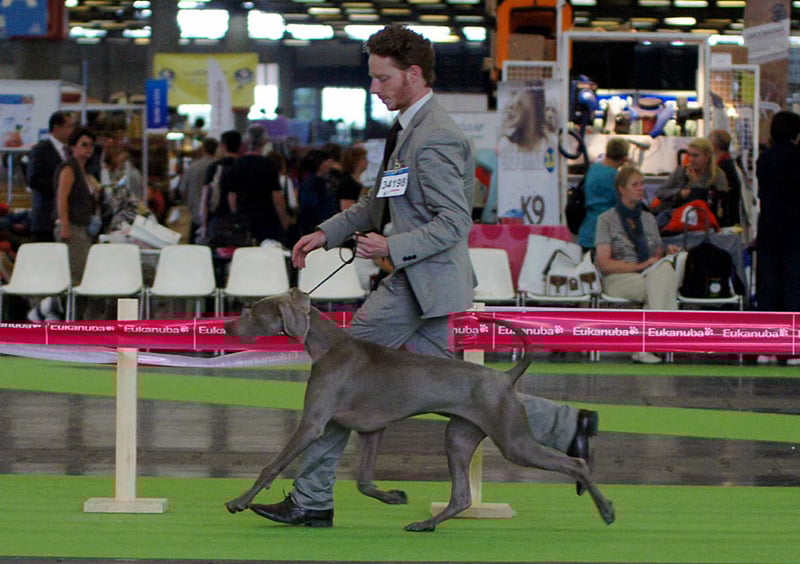 CH. Floryhade del canberra de la Roseraie de Pennanguer