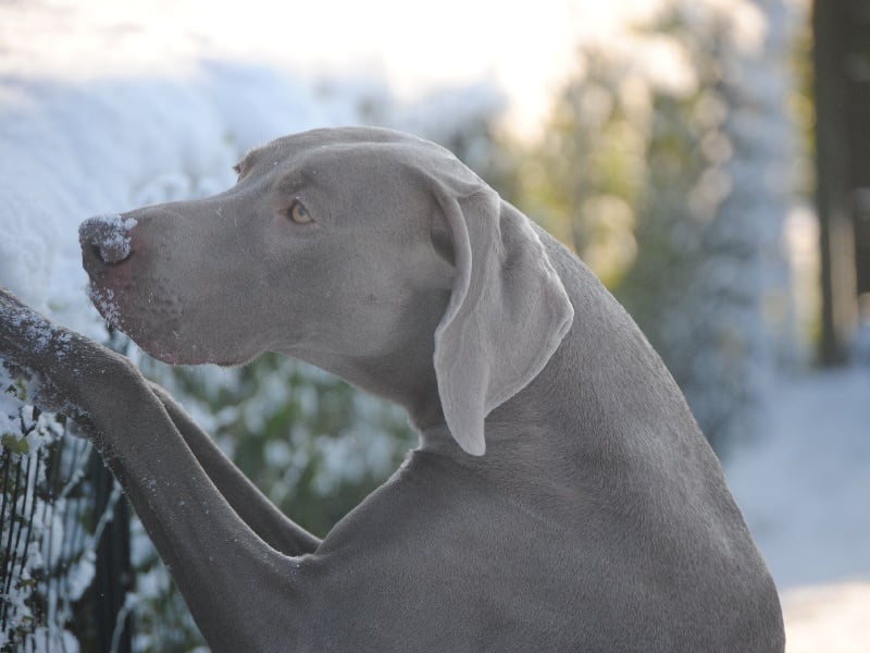 CH. Floryhade del canberra de la Roseraie de Pennanguer