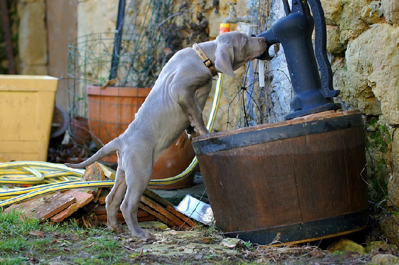 CH. Floryhade del canberra de la Roseraie de Pennanguer