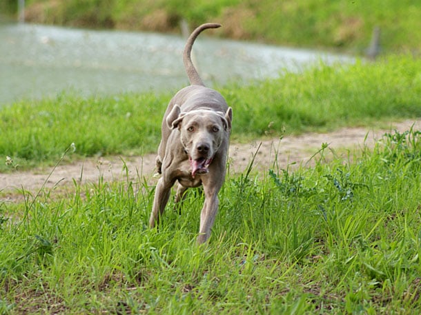 CH. Floryhade del canberra de la Roseraie de Pennanguer