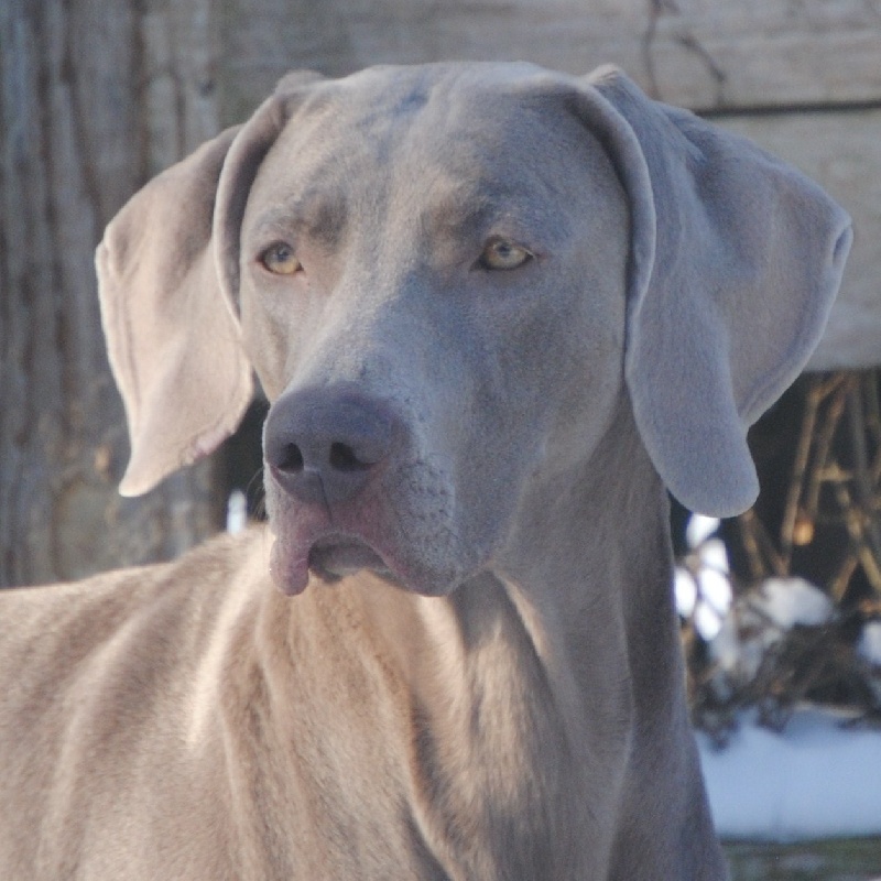 CH. Floryhade del canberra de la Roseraie de Pennanguer