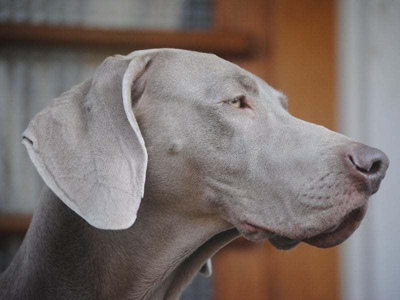 CH. Floryhade del canberra de la Roseraie de Pennanguer