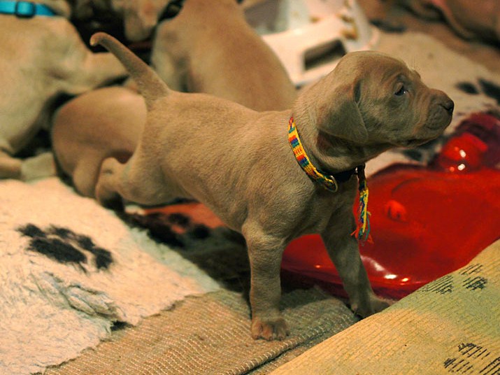 CH. Floryhade del canberra de la Roseraie de Pennanguer