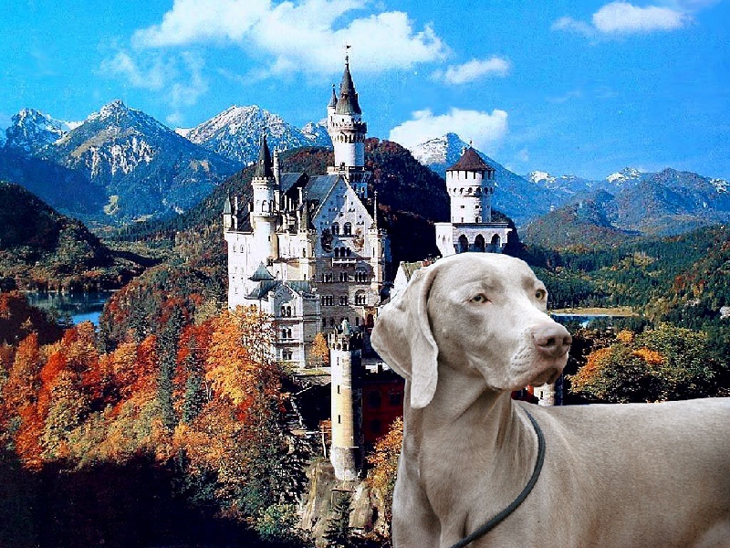 CH. Floryhade del canberra de la Roseraie de Pennanguer