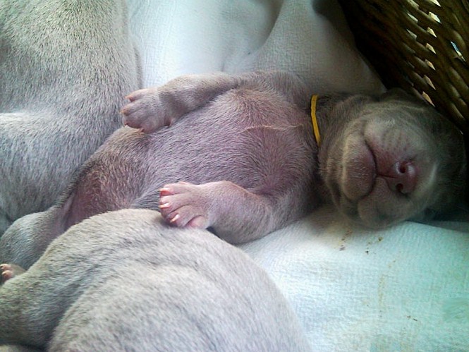 CH. Floryhade del canberra de la Roseraie de Pennanguer