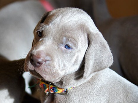 CH. Floryhade del canberra de la Roseraie de Pennanguer