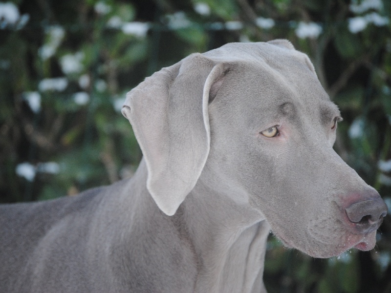 CH. Floryhade del canberra de la Roseraie de Pennanguer