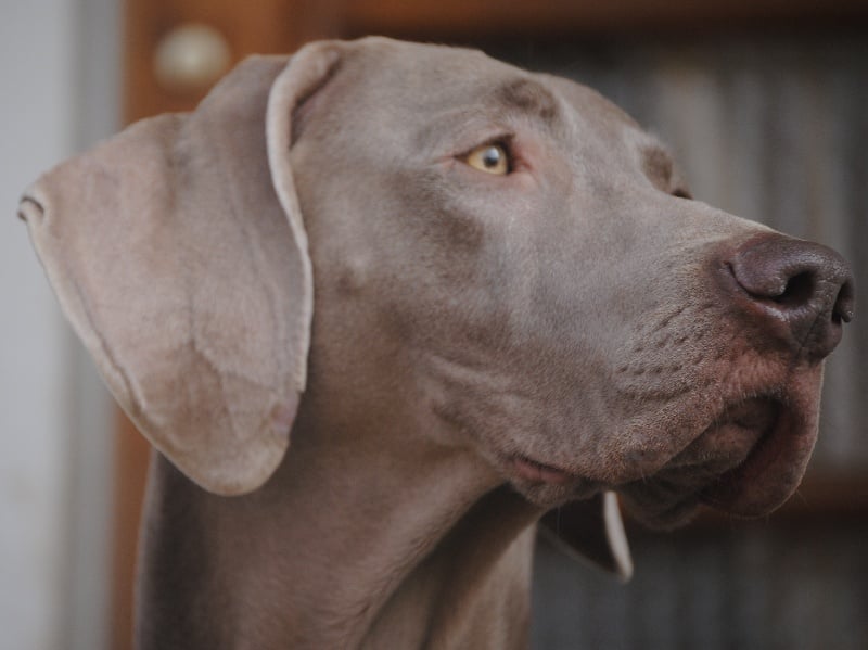 CH. Floryhade del canberra de la Roseraie de Pennanguer