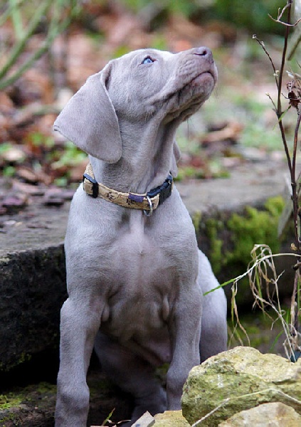 CH. Floryhade del canberra de la Roseraie de Pennanguer