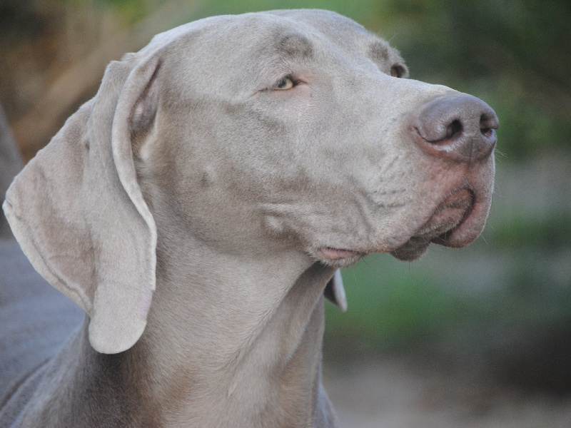 CH. Floryhade del canberra de la Roseraie de Pennanguer