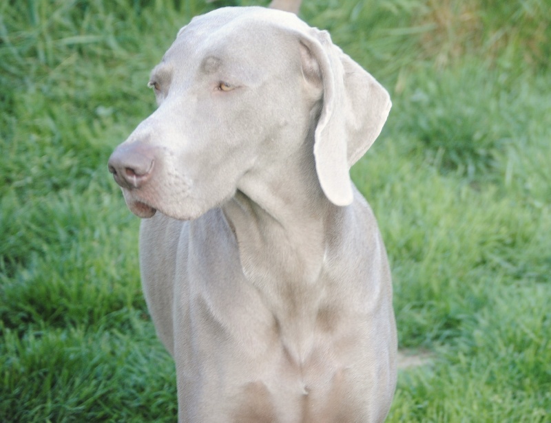 CH. Floryhade del canberra de la Roseraie de Pennanguer