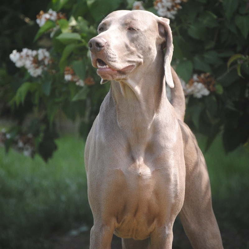 CH. Floryhade del canberra de la Roseraie de Pennanguer