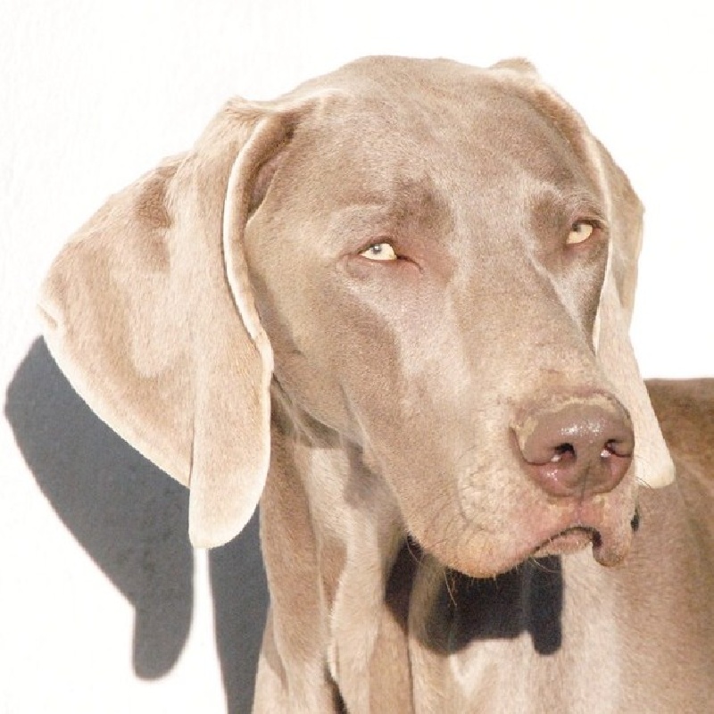 CH. Floryhade del canberra de la Roseraie de Pennanguer