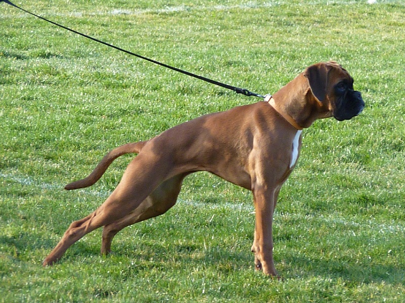 Fuji de la Mare du Carreau - Prometteur puppy