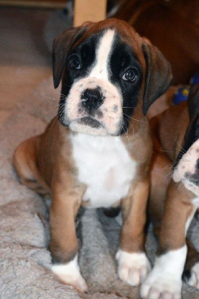 Moëli dit margot De La Colline Aux Crocs D'or - MEILLEUR BABY/ 2EME RING D'HONNEUR