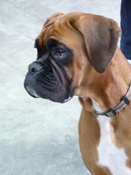 Fuji de la Mare du Carreau - Très prometteur puppy