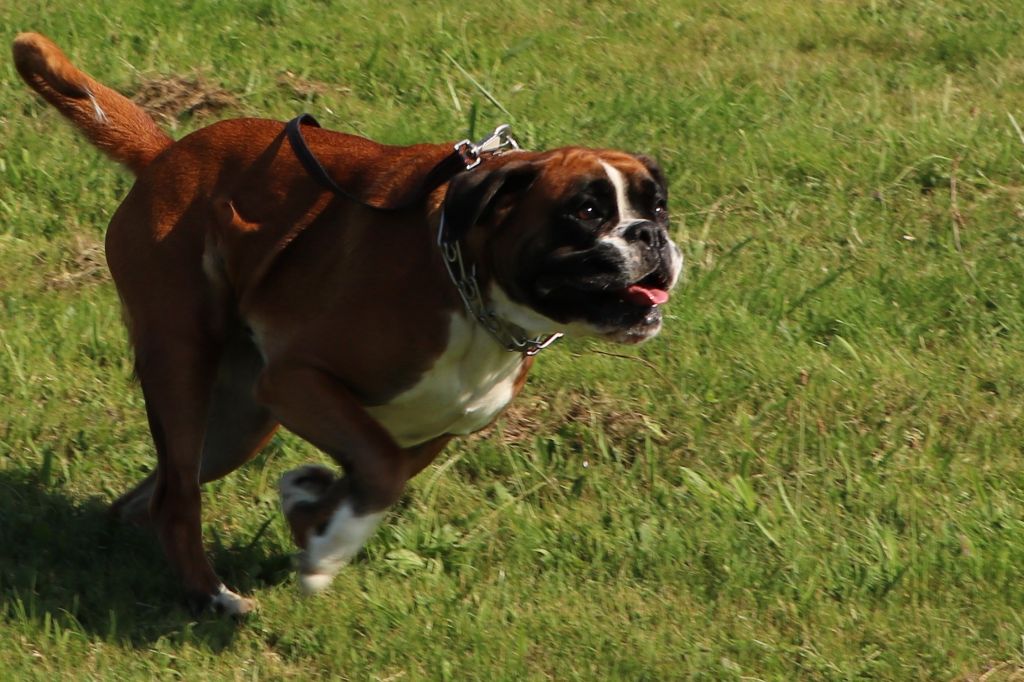 Moëli dit margot De La Colline Aux Crocs D'or - EXCELLENT CLASSE OUVERTE FAUVE