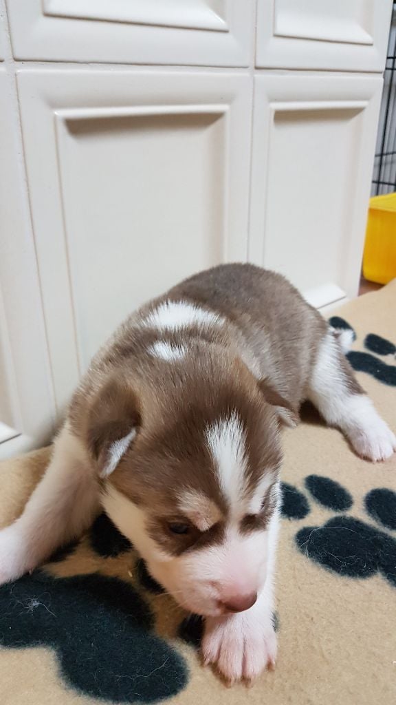 Of White Pass - Chiot disponible  - Siberian Husky