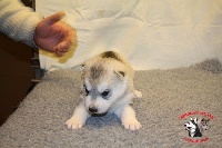 Of White Pass - Siberian Husky - Portée née le 13/12/2016