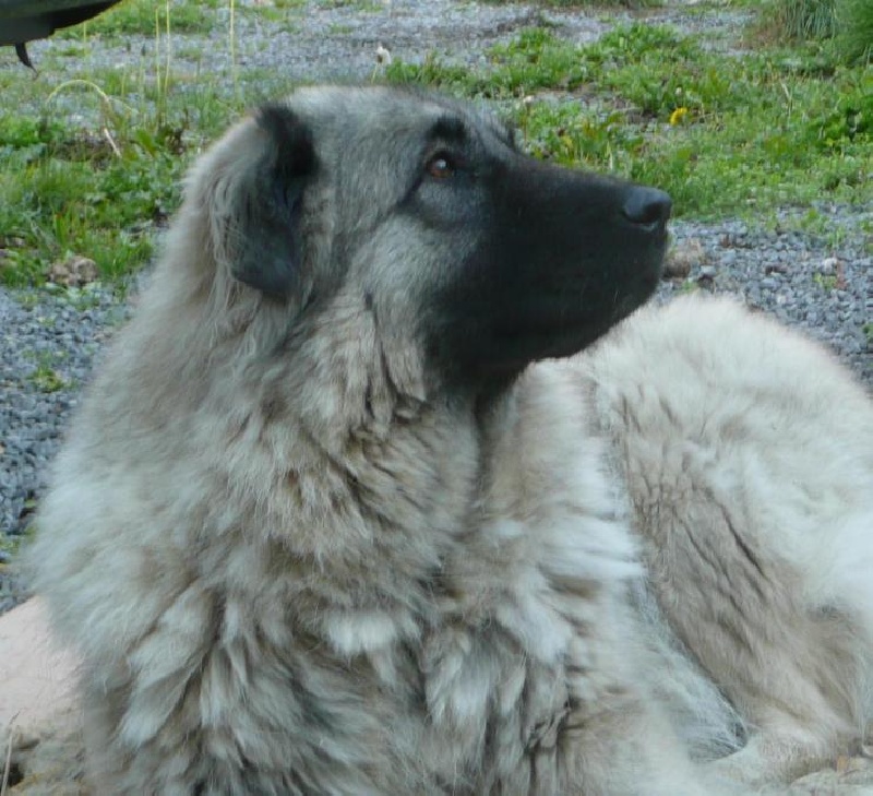 Publication : Du Gardien De Velana Auteur : A.Piat