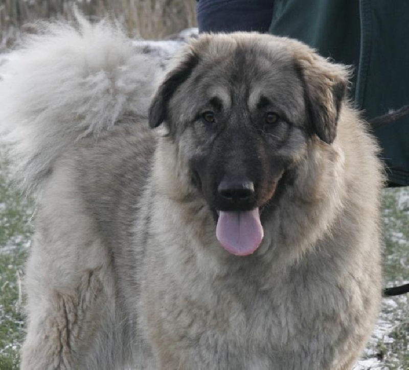 Publication : Du Gardien De Velana Auteur : A.Piat