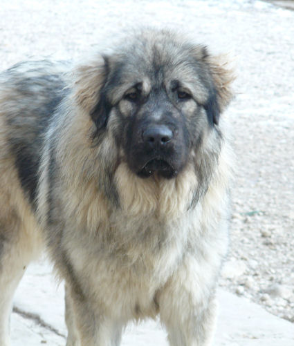 Publication : Du Gardien De Velana