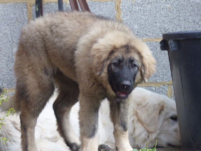 Publication : Du Gardien De Velana