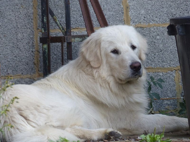 Publication : Du Gardien De Velana