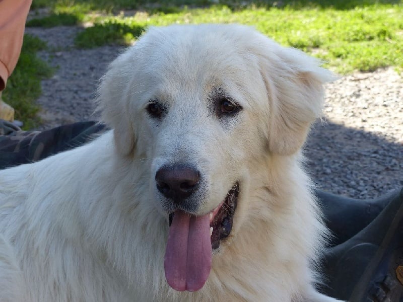 Publication : Du Gardien De Velana