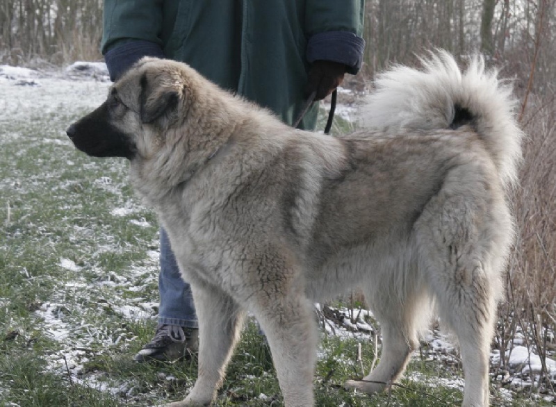 Publication : Du Gardien De Velana Auteur : A.Piat