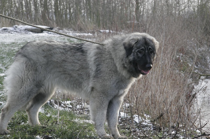 Publication : Du Gardien De Velana Auteur : A.Piat