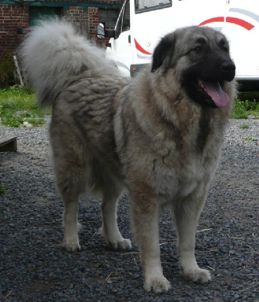 Publication : Du Gardien De Velana Auteur : A.Piat