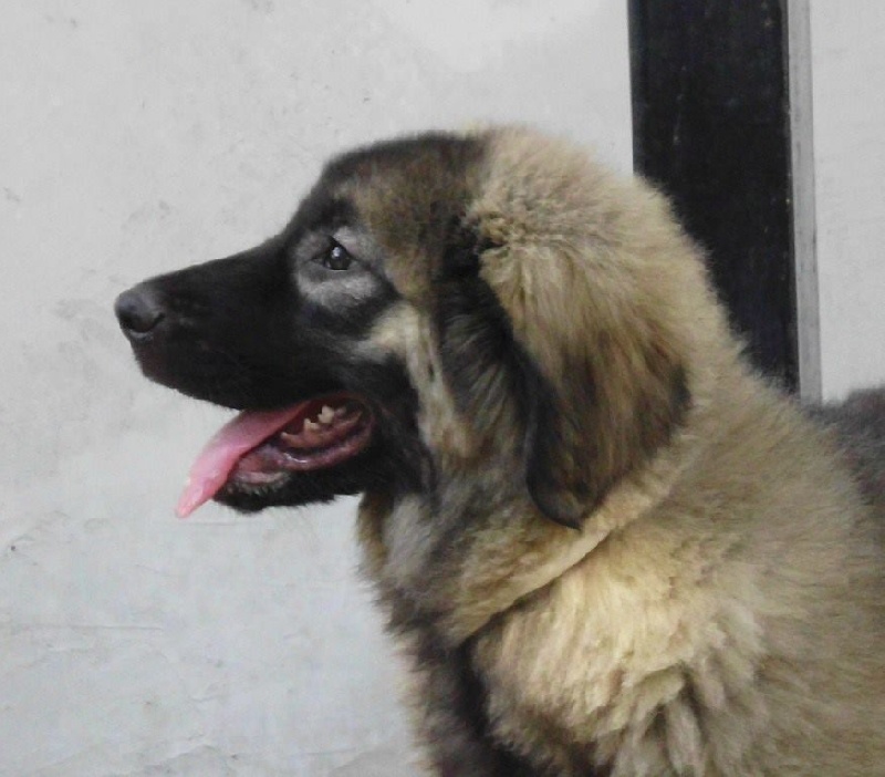 Publication : Du Gardien De Velana