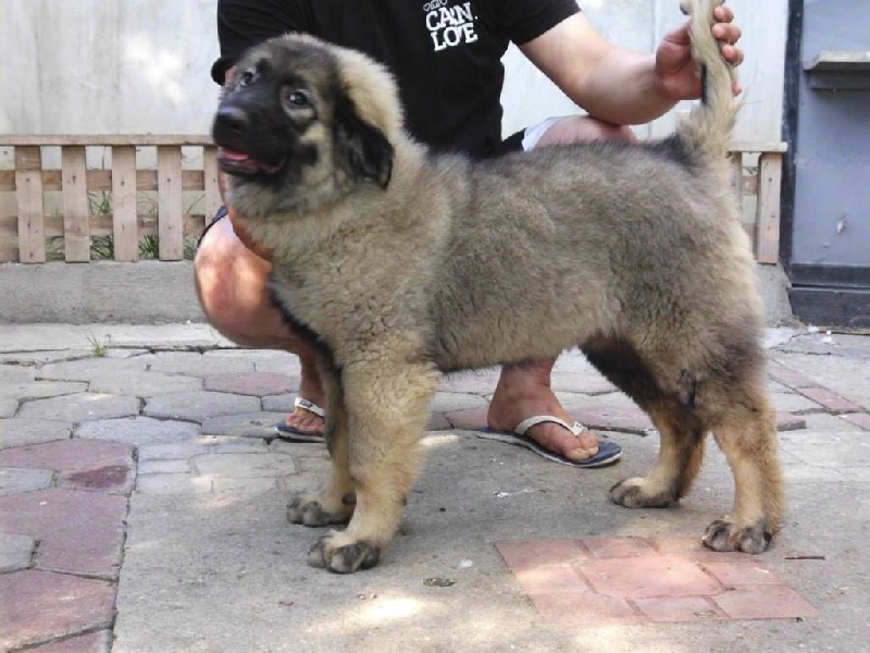 Publication : Du Gardien De Velana