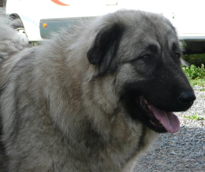 Publication : Du Gardien De Velana Auteur : A.Piat