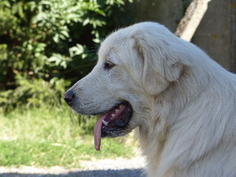 Publication : Du Gardien De Velana