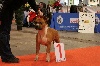 CH. Multi ch jch golden color King Of Staffs - 1er exc cac(x2) cacib bos 