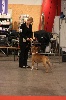 CH. Multi ch jch golden color King Of Staffs - 1er excellent CAC classe inter