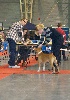 CH. Multi ch jch golden color King Of Staffs - 1 très prometteur Meilleur Puppy