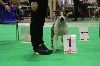 CH. Hope to be miss america staff-forever King Of Staffs - 1ere exc CACS CACIB BOB 