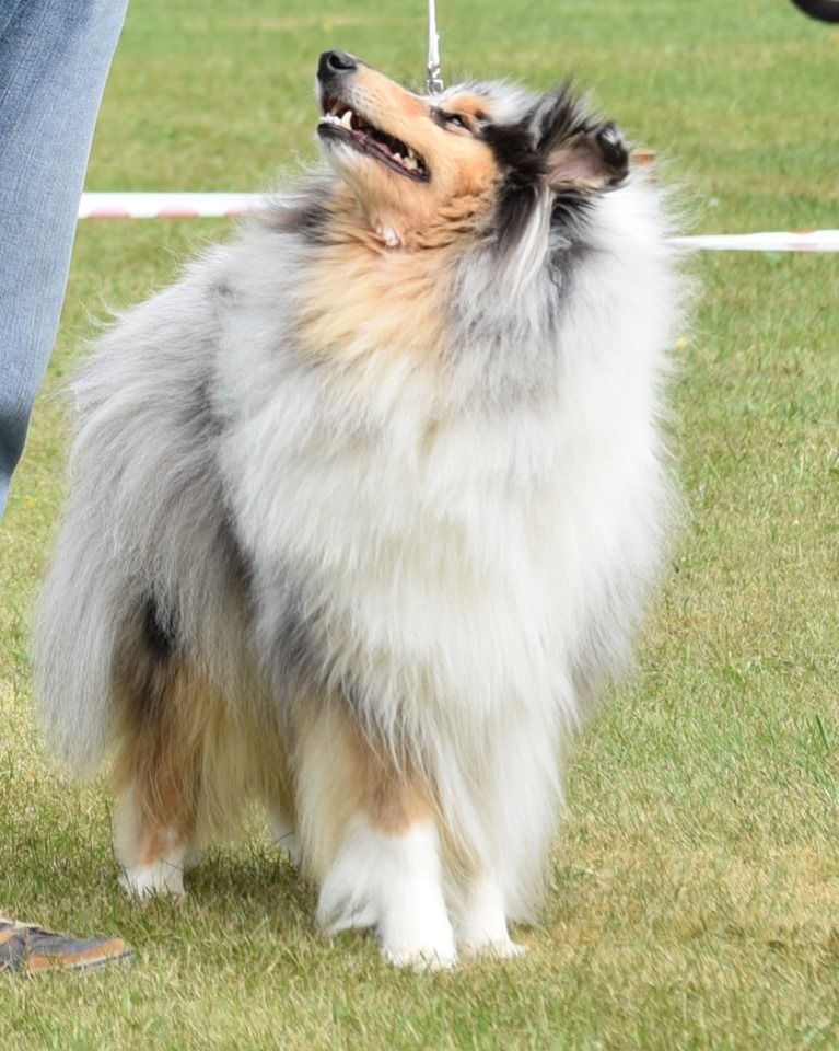 Publication : De Charletienne Auteur : Roland PIC