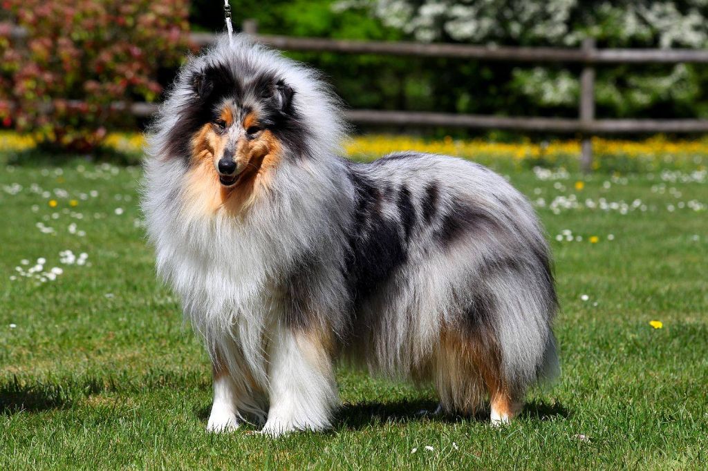 Publication : De Charletienne Auteur : Roland PIC