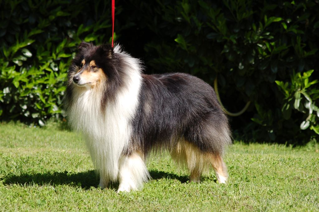 Publication : De Charletienne