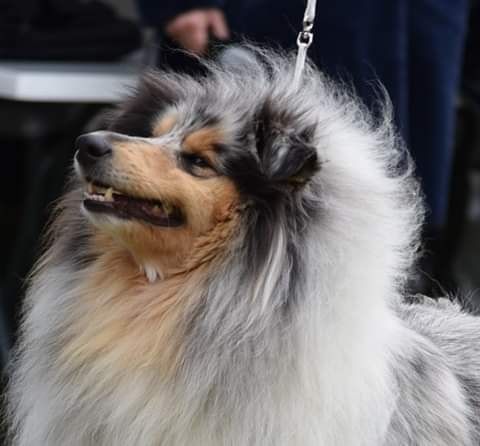 Publication : De Charletienne Auteur : Roland PIC