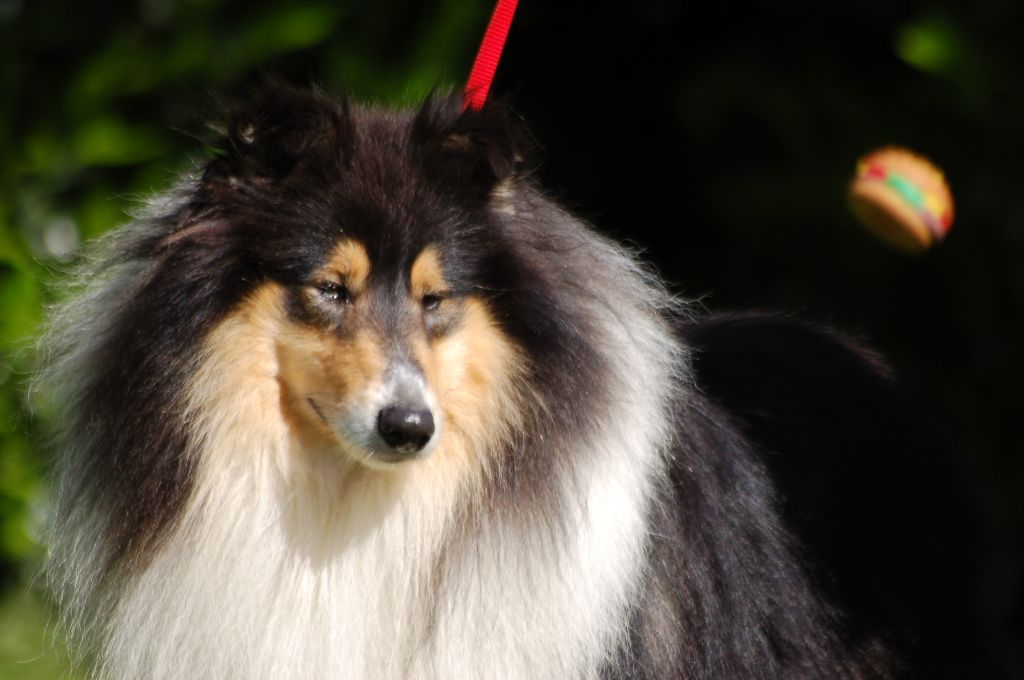 Publication : De Charletienne