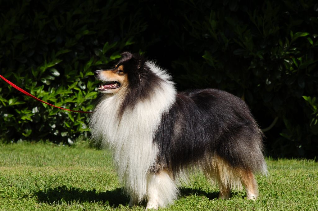 Publication : De Charletienne