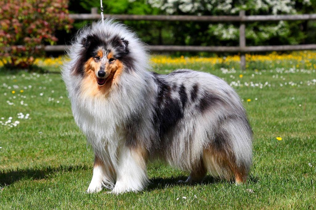 Publication : De Charletienne Auteur : Roland PIC