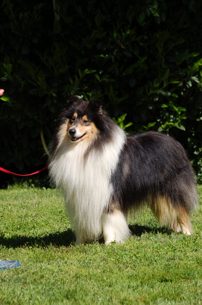 Publication : De Charletienne