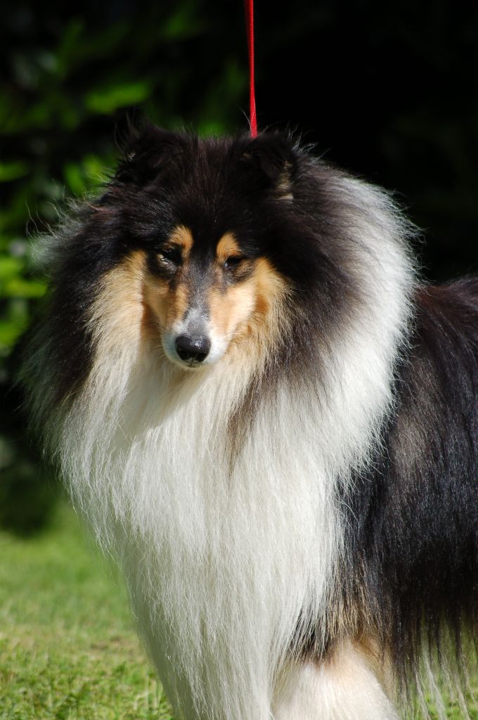 Publication : De Charletienne